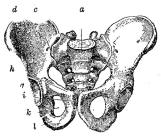 <bFig. 8. Ett manligt bäcken.<b<bFig. 9. Ett kvinnligt bäcken.<b<ba b korsbenet, c korsbensfog, d höftbenet, e senband, f svansbenet, g<bhöftledshålan, h blygdbenet, i blygdbensfogen, k sittbenshålet (ovala hålet), l sittbenet.