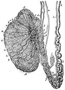 Fig. 13. a. testikeln. b. småflikar (lober) af<bdensamma. c e. afförande sädeskanaler. d f. venösa<bkärlnät. g. bitestikeln. h. sädesledaren. i. sidogren af<bsädeskanal. m. pulsådror för testikeln. n. deras<butgrening på testikeln. o p. pulsådror för sädesledaren.