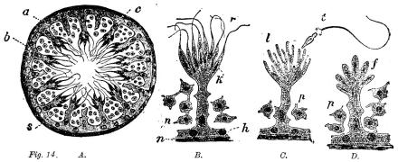 Fig. 14.  A.	B.	C.	D.<b<bFig. visar: A en kanal ur testikeln i tvärgenomskärning och betydligt förstorad med<bhylle (a), dettas inre cellbeläggning (b), sädesalstrande elementer (c) och sädesceller (s);<bvidare B moget sädesalstrande element i ytterligare förstoring; C detsamma med frigjorda<bsädestrådar; D detsamma i omoget tillstånd.