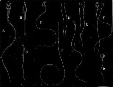 Fig. 15. Fig. visar sädestrådar från människan A och B (600 gånger förstorade), musen C,<bbennikemasken (Botriocephalus latus) D, rådjuret E, mullvaden F, vedknarren G, koltrasten H,<bbastard af steglitsa och kanariefogel I, grönling (Cobitis) K.