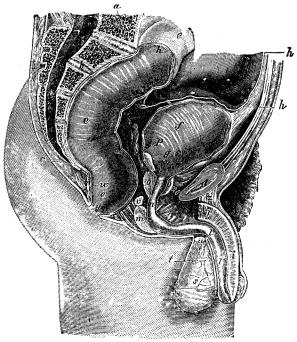 Fig. 16. Fig. visar de yttre och inre manliga könsdelarna i kroppens medellinea längs<bmed genomskurna, så att den vänstra hälften af dem synes.<b<bBokstäfverna i figuren angifva följande anatomiska delar: a sista ländkotan, b<bkorsbenet, c stjärtbenet, d blygdbenet, e ändtarmen, f urinblåsan, g urinledaren, som leder urinen<bfrån njurarna till blåsan, h bukhinnan, som bekläder bukens inälfvor, i manslemmen, k vänstra<broten för lemmen, l urinröret, m urinrörets bakre utsvällda del (»löken»), n urinrörets<bmembranösa del, o blåskörteln, p sädesblåsorna, q sädesledaren, r bitestikeln, s testikeln, t<btestikelns senhinna, u sädessträngen med kärl och nerver, v Cowpers körtlar.<b