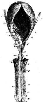 Fig. 18.<b<bFigur 18 visar urinblåsan och<bmanslemmen. Bokstäfverna i figuren angifva<bföljande anatomiska delar:<b<ba b c blåsan, d urinledarna, som<bkomma från de bägge njurarna, e<burinledarnas inre mynningar inuti blåsan,<bf veck i slemhinnan invid nyssnämnda<bmynningar, g ett trekantigt fält mellan<burinledarnas och urinrörets mynningar,<bh blåsans hals, i blåskörteln, k den del<baf urinröret, som går genom blåskörteln,<boch hvari synes den upphöjning, i<bhvilken sädeskanalerna utmynna, l<burinrörets membranösa del, m Cowpers<bkörtlar, n den del af urinröret, som går<bmellan de båda stora<bsvällkropparna, o urinrörets svällkropp, p de båda stora<bsvällkropparna, q ollonet, r en<bfördjupning (Morgagnis grop) bakom<burinrörsmynningen, s urinrörsmynningen.