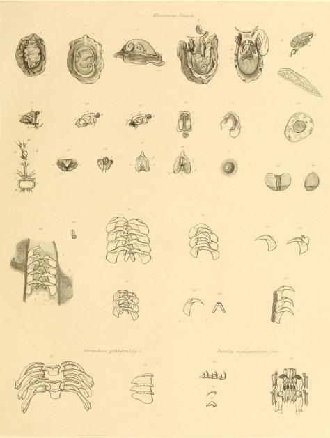 Marsenia, Leach.<bStrombus gibberulus, L.        Patella melanosticta, Gm