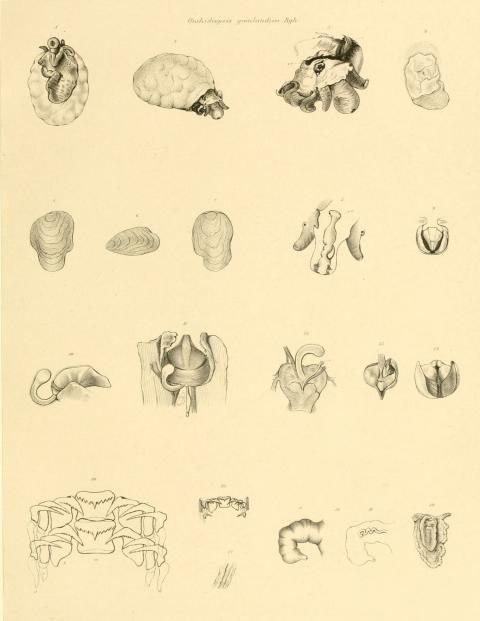 Onchidiopsis grönlandica, Bgh.