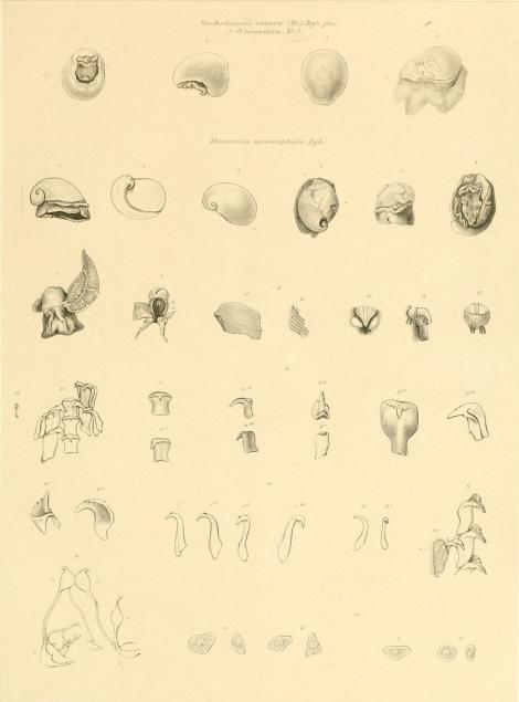 Onchidiopsis carnea (Kr.), Bgh. jur. (O. recondita, Kr.)<bMarsenina micromphala Bgh.