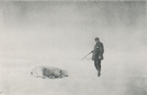 Pl. VII.<b<bCopyright Svenska Sällskapet för Antropologi och Geografi.<b<bAndrée vid en fälld björn. Bilden tagen sannolikt den 19 juli.<bFoto  Andrées  polarexpedition   1897.