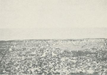 Foto Sörensen 1930.<bIsmåsar på Vitön.<bCopyright Svenska Dagbladet. Foto Sörensen 1930.<bIsmåsar på Vitön.<bCopyright Svenska Dagbladet.