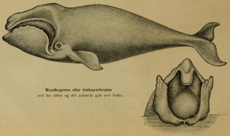 Nordkaperen eller bisayerhvalen<bsett fra siden og det aabnede gab seet forfra.
