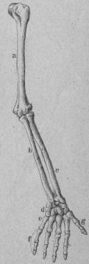 <b6. Menniskans arm<b(utan skulderbenen). <tabl<t<ta Öfverarmsben.       </t<td Handlof. </t</t<t<tb Armbågsben.         </t<te Mellanhand.</t</t<t<tc  Strålben.               </t<tf Fingrar.</t</t<t<td COLSPAN=g Tumme.</t</t</tabl<b