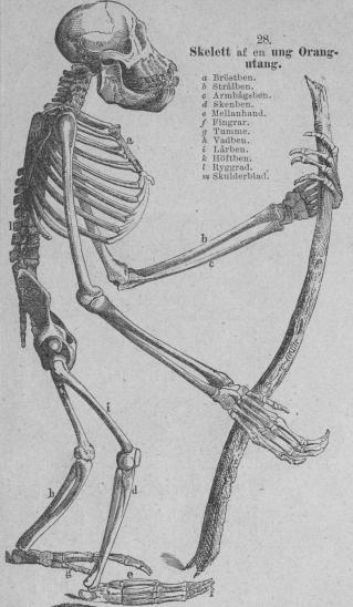 <b28. Skelett af en ung Orangutang.<tabl<t<ta Bröstben. </t</t<t<tb  Strålben. </t</t<t<tc  Armbågsben. </t</t<t<td  Skenben.  </t</t<t<te Mellanhand. </t</t<t<tf Fingrar. </t</t<t<tg  Tumme. </t</t<t<th Vadben. </t</t<t<ti   Lårben. </t</t<t<tk Höftben. </t</t<t<tl   Ryggrad. </t</t<t<tm Skulderblad.</t</t</tabl