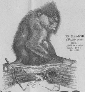 <b33. Mandrill<b(Pdpio mormon). <bAfrikas vestra <bkust.   900 + <b75 mill.<b