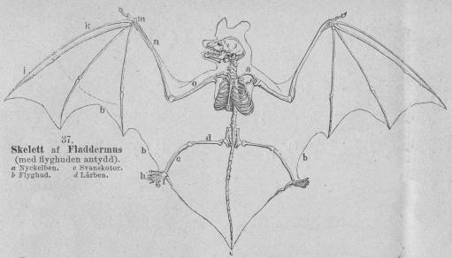 <b37. <bSkelett  af  Fladdermus<b(med flyghuden antydd). <tabl<t<ta Nyckelben. </t<tc Svanskotor. </t</t<t<tb Flyghud.          </t<td Lårben.</t</t</tabl<b