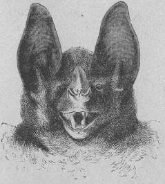 <b38. Hufvud af Vampyr<b(Phyllåstoma Spectrum).   Guyana.<b