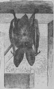 <b39. Långörad fladdermus<b(Plecötus auritus). <bEuropa, Asien.   50 mill.<b