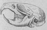 <b46. Skalle af Kortsvansad åkersork <b(Arvicola arvålis).<b