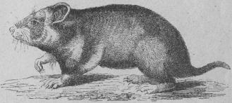 <b47. Hamster (Oricétus frumentårius). <bMellersta Europa, vestligaste Sibirien.   250 + 50 mill.<b