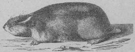<b48. Fjell-lemmel (Myödes lemmus). <bNorra Skandinavien och norra Ryssland,   150 + 17 mill.<b