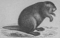 <b49. Bäfver (Castor fiber). <bEuropa, Sibirien, Norra Amerika.   720 + 325 mill<b