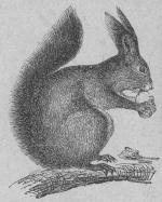 <b56. Ekorre (Seiurus vulgaris).<bEuropa, Sibirien.   210 + 170 mill.<b