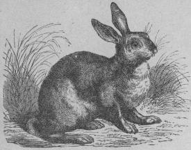 <b60. Tysk hare (Lepus europmus). <bMellersta och södra Europa, vestra Asien.   600 + 117 mill,<b