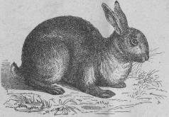 <b62. Kanin (Lepus cuniculus).<bEuropa, norra Afrika.    420 + 75 mill.<b