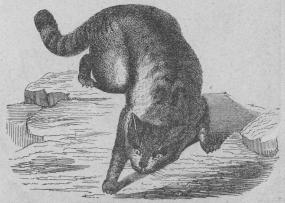 <b63. Vildkatt (Felis catus). <bMellersta och södra Europa.   600 + 300 mill.<b