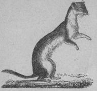 <b72. Lekatt (Mustéla erminea).<bEuropa, norra och mellersta Asien, norra <bAfrika, Nordamerika.   275 + 95 mill.<b