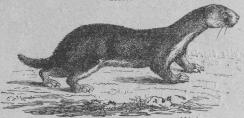 <b73. Småvesla (Mustéla nivålis).<bEuropa, norra och mellersta Asien, <bNordamerika. 195 + 35 mill.<b