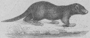 <b79. Utter (Lutra vulgaris). <bEuropa, mellersta Asien, SibLien.   780 + 420 mill.<b