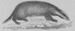 <b82. Gräfling (Males taxas). <bEuropa, vestra Sibirien.   720 + 150 mill.<b