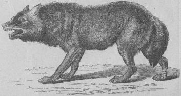 <b86. Varg (Canis lupus).<bEuropa, norra och mellersta Asien, Nordamerika.   1320 + 375 mill.<b