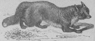 <b87. Skogsräf (Vulpes vulgaris). <bEuropa, norra Afrika, mellersta och norra Asien.   750 + 420 mill.<b