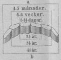 <b97. Framställning af<btandombytet hos en ung<bHäst.<ba Mjölktänder.<bb Andra omgångens tänder.<b