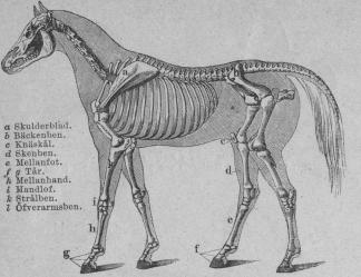 <b99. Skelett af Häst.<tabl<t<ta Skulderblad. </t</t<t<tb Bäckenben. </t</t<t<tc Knäskål. </t</t<t<td Skenben. </t</t<t<te Mellanfot.</t</t<t<tf g Tår. </t</t<t<th Mellanhand.</t</t<t<ti Handlof.</t</t<t<tk Strålben.</t</t<t<tl Öfverarmsben.</t</t</tabl<b