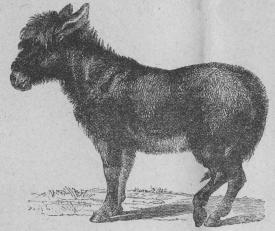 <b101. Åsna (Equus åsinus). <bTam öfver större delen af jorden.<b