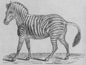 <b102. Zebra (Equus zebra).<bSödra Afrika. 1800 + 150 mill.<b