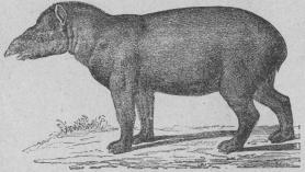 <b104. Amerikansk tapir (Tápirus americánus).<bSydamerika. 1950 mill.<b