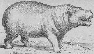 105. Flodhäst (Hippopótamus amphíbius) <bAfrika. 3000 mill.