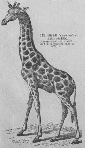 112. Giraff (Camelopár-<bdalls giráffa). <bMellersta och södra Afrika. <b2100 (kroppshöjden ända till <b5700) mill.