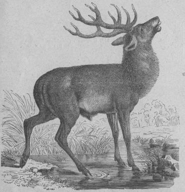 113. Kronhjort (Cervus élaphus).<bEuropa utom mellersta och norra Ryssland.   2200 + 130 mill.