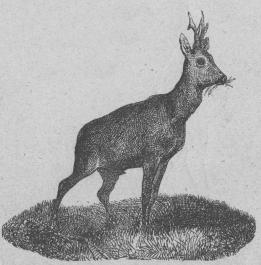 <b114. Rådjur (Cervus capréolus).<bEuropa utom mellersta och norra Ryssland.   1200 mill.