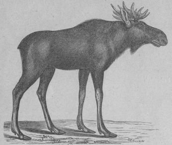 <b116. Elg (Cervus alces).<bÖstra och norra Europa, norra Asien, Nordamerikas nordliga hälft.<b2700 + 45 mill.