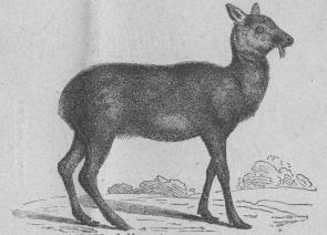 <b118. Myskdjur (Moschus moschíferus) Mellersta Asien.   900 mill.