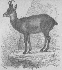 120.  Stenget (Capélla rupícapra). <bSödra Europas bergstrakter.   1110 + 75 mill.