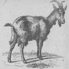 121. Tam get (Capra hircus). <bTam öfver en stor del af jorden.