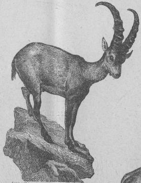 <b122. Stenbock (Capra ilex). <bAlperna.   3500 mill.