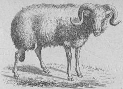 <b123. Får (Ovis áries).<bTamt öfver hela jorden.