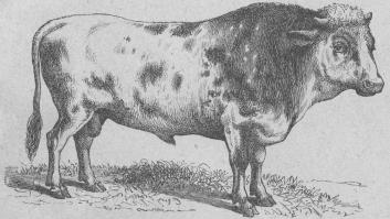 <b124. Nötkreatur (Bos taúrus).<bTamt öfver hela jorden.