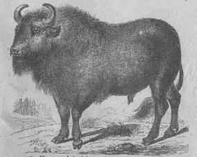 125. Europeisk bisonoxe (Bos bonásus)<bSchlesien, Litauen, Kaukasus.   2970 + 600 mill.
