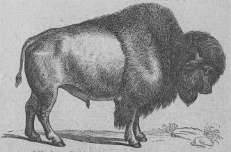 126. Amerikansk bisonoxe (Bos americánus).<bNordamerika.   3000 + 450 mill.